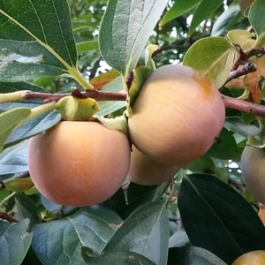 datolyaszilva O'Gosho / Giant Fuyu termése