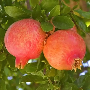 Gránátalma fa 'Emericus' Magyar szelekció - Punica granatum eladó