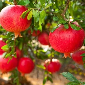 Gránátalma fa melagrana rosso eladó