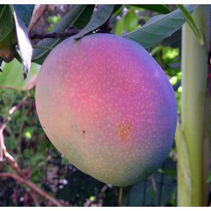 mango - maya fa eladó