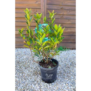 Nyugati szamócafa - Arbutus unedo