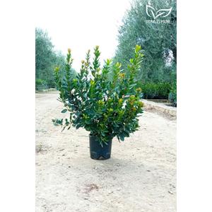 Nyugati szamócafa - Arbutus unedo