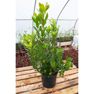 Nyugati szamócafa - Arbutus unedo