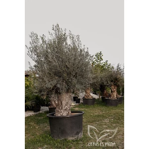 Olajfa - Olea europaea