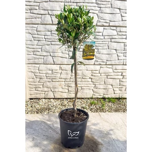 Olajfa - Olea europaea 19 cm cserépben