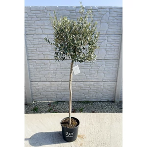 Olajfa - Olea europaea 24 cm cserépben