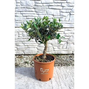 Olajfa - Olea europaea 20 cm cserépben