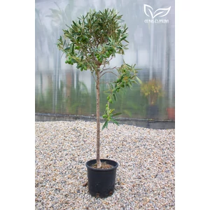 Olajfa - Olea europaea 24 cm cserépben