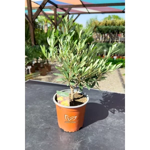 Olajfa - Olea europaea 14 cm cserépben