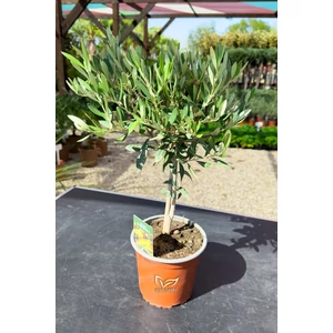 Olajfa - Olea europaea 14 cm cserépben