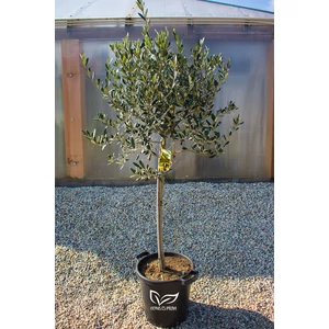 Olajfa - Olea europaea 35 cm cserépben
