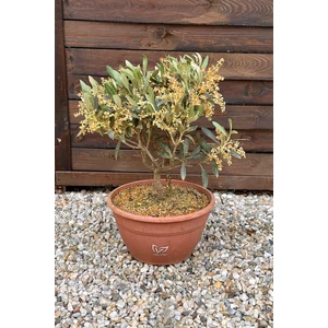 Olajfa - Olea europaea 18 cm cserépben