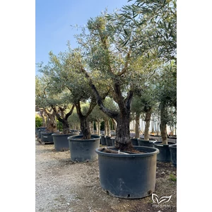Olajfa - Olea europaea