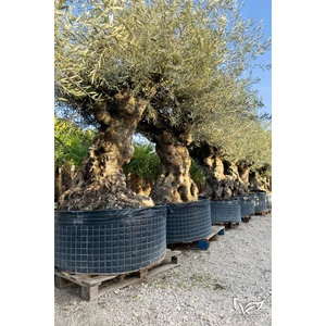 Olajfa - Olea europaea