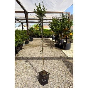 Olajfa - Olea europaea fóliakonténerben