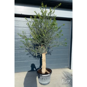 Olajfa - Olea europaea 45 cm cserépben