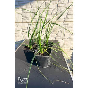 Pálma csomag 4 db-os Sabal + Roebelenii