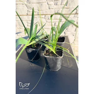 Pálma csomag 4 db-os Sabal + Roebelenii