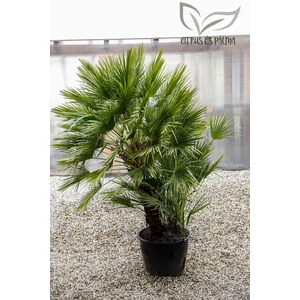 eruópai törpepálma, Chamaerops humilis