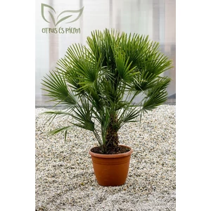 eruópai törpepálma, Chamaerops humilis