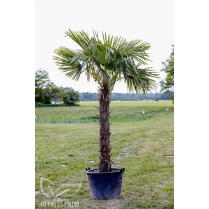 kínai kenderpálma cserépben, trahycarpus fortunei