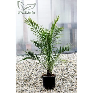 kanári datolyapálma, phoenix canariensis cserépben