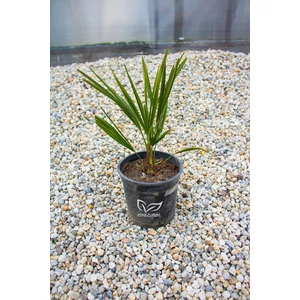 Kínai kenderpálma - Trachycarpus fortunei cserépben