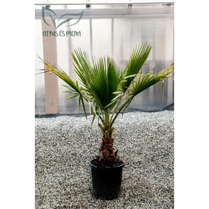 mexikói legyezőpálma, washingtonia robusta cserépben