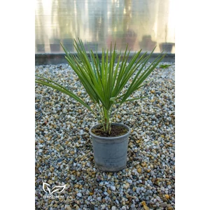 eruópai törpepálma, Chamaerops humilis