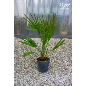 eruópai törpepálma, Chamaerops humilis