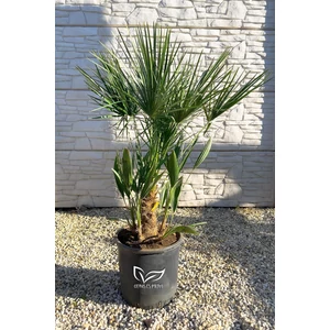 eruópai törpepálma, Chamaerops humilis  Lószőrpálma - Chamaerops humilis 28 cm cserépben