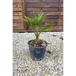 Japán kenderpálma - Trachycarpus wagnerianus eladó