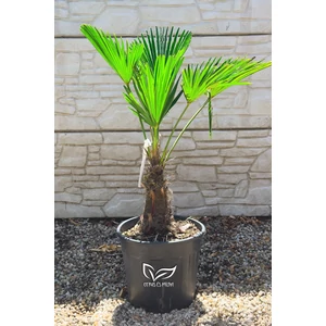 Japán kenderpálma - Trachycarpus wagnerianus eladó