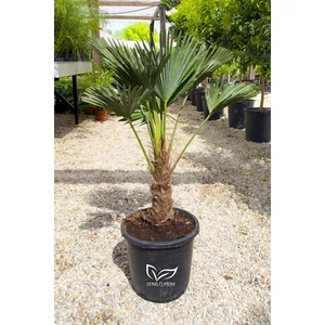 Japán kenderpálma - Trachycarpus wagnerianus eladó