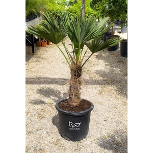 Japán kenderpálma - Trachycarpus wagnerianus eladó