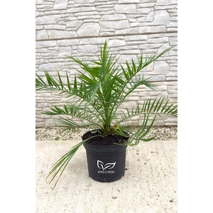 kanári datolyapálma, phoenix canariensis cserépben