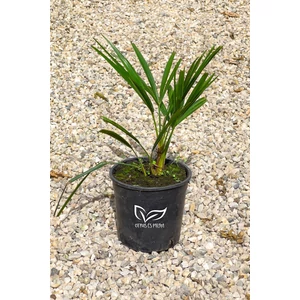 Kínai kenderpálma - Trachycarpus fortunei cserépben