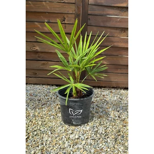 kínai kenderpálma cserépben, trahycarpus fortunei