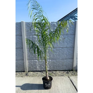 Királynőpálma - Syagrus romanzoffiana elaldó