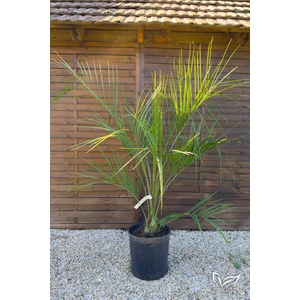 kocsonyapálma, butia capitata cserépben