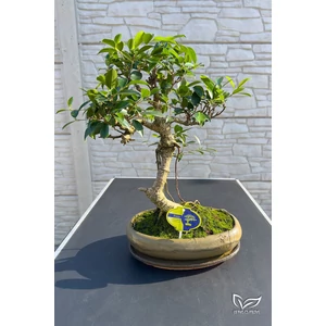 Ficus "bonsai"
