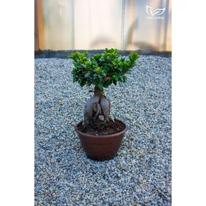 Ficus ginseng "bonsai"