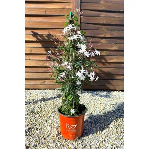 Sokvirágú jázmin - Jasminum polyanthum