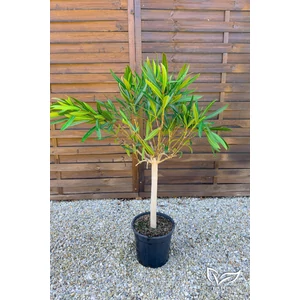 Nerium oleander - Leander