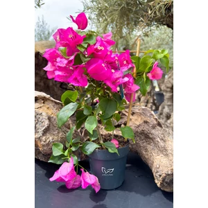 Murvafürt - Bougainvillea - magenta - cserépben eladó