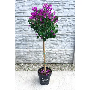 Murvafürt - Bougainvillea cserépben