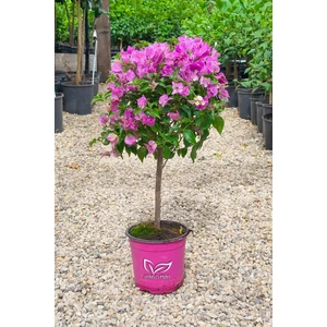 Murvafürt - Bougainvillea cserépben