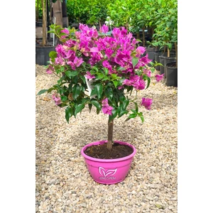 Murvafürt - Bougainvillea cserépben