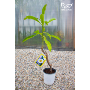 plumiéria 18 cm-es cserépben, 80-90 cm magasságú méretben megvásárolható kertészet webshopunkban.