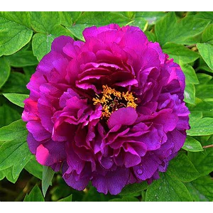 Fás bazsarózsa - Paeonia suffruticosa Lavender